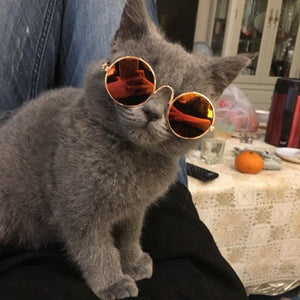 The Groovy Cat Glasses