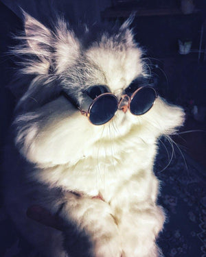 The Groovy Cat Glasses